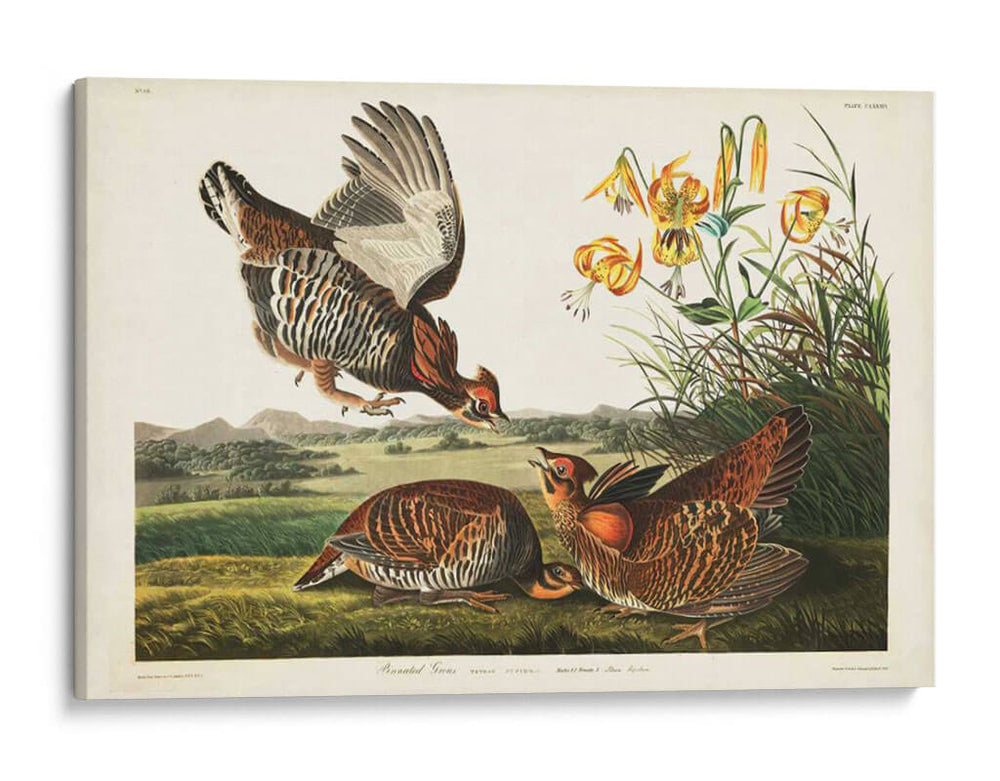 Guroso Pinnado Pl 186 - John James Audubon | Cuadro decorativo de Canvas Lab