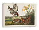 Guroso Pinnado Pl 186 - John James Audubon | Cuadro decorativo de Canvas Lab