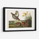 Guroso Pinnado Pl 186 - John James Audubon | Cuadro decorativo de Canvas Lab