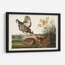 Guroso Pinnado Pl 186 - John James Audubon | Cuadro decorativo de Canvas Lab