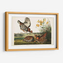 Guroso Pinnado Pl 186 - John James Audubon | Cuadro decorativo de Canvas Lab