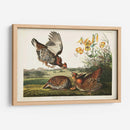 Guroso Pinnado Pl 186 - John James Audubon | Cuadro decorativo de Canvas Lab