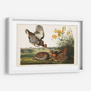 Guroso Pinnado Pl 186 - John James Audubon | Cuadro decorativo de Canvas Lab