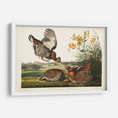 Guroso Pinnado Pl 186 - John James Audubon | Cuadro decorativo de Canvas Lab