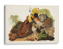 Pl 41 Grouse Ruffed - John James Audubon | Cuadro decorativo de Canvas Lab