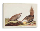 Pl 371 Polla De Las Llanuras - John James Audubon | Cuadro decorativo de Canvas Lab
