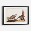 Pl 371 Polla De Las Llanuras - John James Audubon | Cuadro decorativo de Canvas Lab