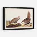 Pl 371 Polla De Las Llanuras - John James Audubon | Cuadro decorativo de Canvas Lab
