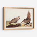 Pl 371 Polla De Las Llanuras - John James Audubon | Cuadro decorativo de Canvas Lab