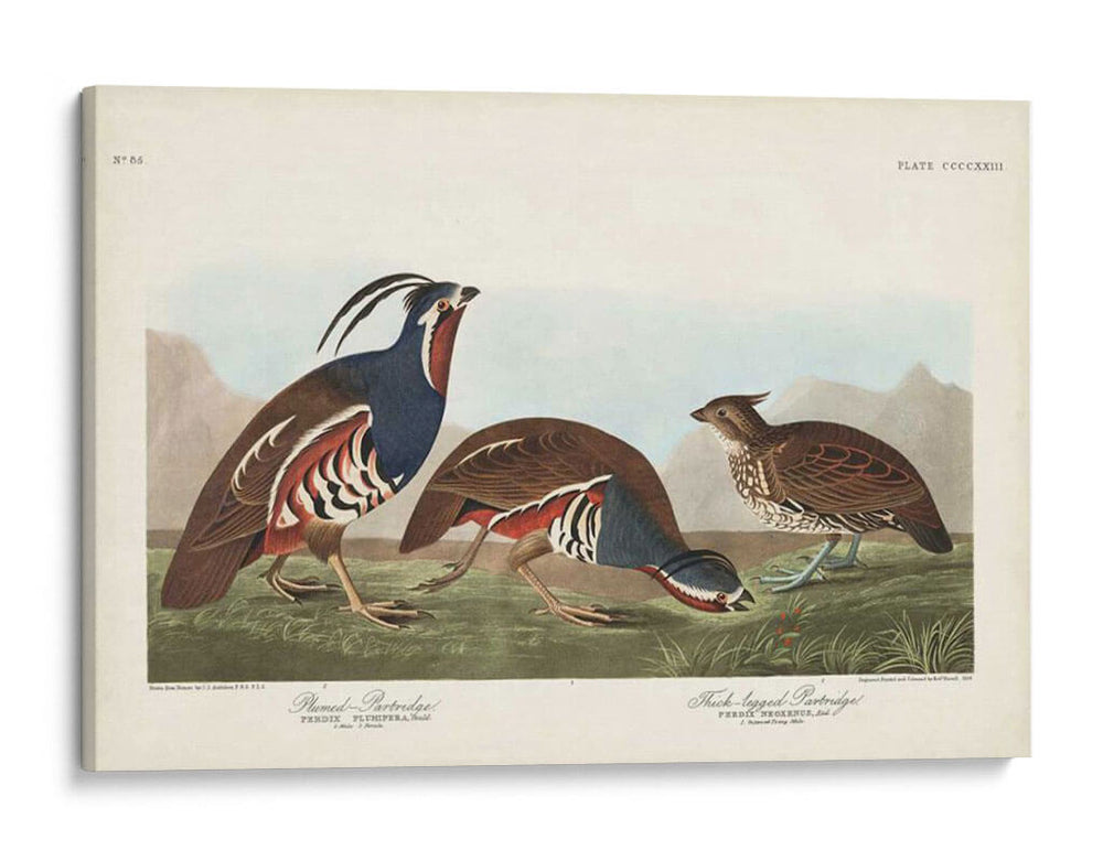 Pl 423 Pestricidad Plumada - John James Audubon | Cuadro decorativo de Canvas Lab