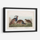 Pl 423 Pestricidad Plumada - John James Audubon | Cuadro decorativo de Canvas Lab