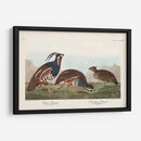 Pl 423 Pestricidad Plumada - John James Audubon | Cuadro decorativo de Canvas Lab