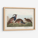 Pl 423 Pestricidad Plumada - John James Audubon | Cuadro decorativo de Canvas Lab