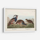 Pl 423 Pestricidad Plumada - John James Audubon | Cuadro decorativo de Canvas Lab