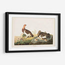 Pl 191 Grouse Willow - John James Audubon | Cuadro decorativo de Canvas Lab