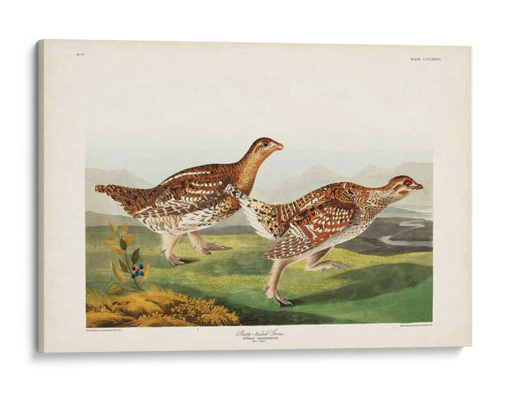 Pl 382 Urogallo Afilado - John James Audubon | Cuadro decorativo de Canvas Lab