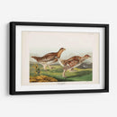 Pl 382 Urogallo Afilado - John James Audubon | Cuadro decorativo de Canvas Lab