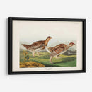 Pl 382 Urogallo Afilado - John James Audubon | Cuadro decorativo de Canvas Lab