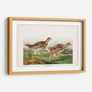 Pl 382 Urogallo Afilado - John James Audubon | Cuadro decorativo de Canvas Lab