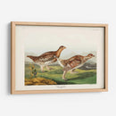 Pl 382 Urogallo Afilado - John James Audubon | Cuadro decorativo de Canvas Lab