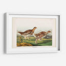 Pl 382 Urogallo Afilado - John James Audubon | Cuadro decorativo de Canvas Lab