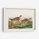 Pl 382 Urogallo Afilado - John James Audubon | Cuadro decorativo de Canvas Lab