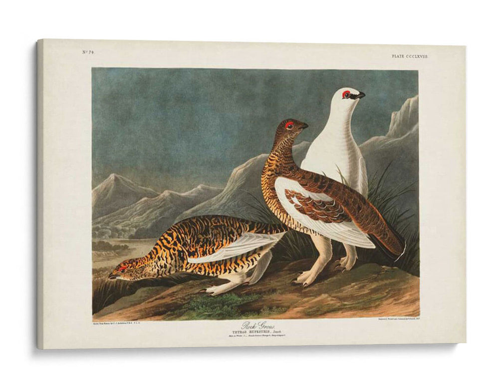 P Pl 368 Roca De Roca - John James Audubon | Cuadro decorativo de Canvas Lab