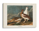 P Pl 368 Roca De Roca - John James Audubon | Cuadro decorativo de Canvas Lab