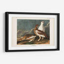 P Pl 368 Roca De Roca - John James Audubon | Cuadro decorativo de Canvas Lab