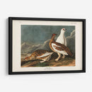 P Pl 368 Roca De Roca - John James Audubon | Cuadro decorativo de Canvas Lab