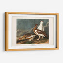 P Pl 368 Roca De Roca - John James Audubon | Cuadro decorativo de Canvas Lab