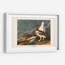 P Pl 368 Roca De Roca - John James Audubon | Cuadro decorativo de Canvas Lab