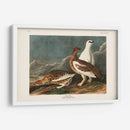 P Pl 368 Roca De Roca - John James Audubon | Cuadro decorativo de Canvas Lab