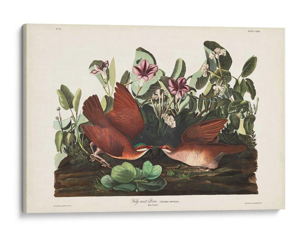 Pl 167 Key West Pigeon - John James Audubon | Cuadro decorativo de Canvas Lab