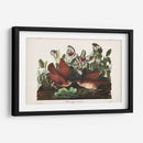 Pl 167 Key West Pigeon - John James Audubon | Cuadro decorativo de Canvas Lab