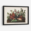 Pl 167 Key West Pigeon - John James Audubon | Cuadro decorativo de Canvas Lab