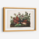 Pl 167 Key West Pigeon - John James Audubon | Cuadro decorativo de Canvas Lab