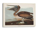 Pl 421 Marrón Pelícano - John James Audubon | Cuadro decorativo de Canvas Lab
