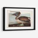 Pl 421 Marrón Pelícano - John James Audubon | Cuadro decorativo de Canvas Lab