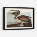 Pl 421 Marrón Pelícano - John James Audubon | Cuadro decorativo de Canvas Lab