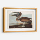 Pl 421 Marrón Pelícano - John James Audubon | Cuadro decorativo de Canvas Lab
