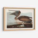 Pl 421 Marrón Pelícano - John James Audubon | Cuadro decorativo de Canvas Lab