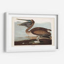 Pl 421 Marrón Pelícano - John James Audubon | Cuadro decorativo de Canvas Lab