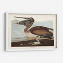 Pl 421 Marrón Pelícano - John James Audubon | Cuadro decorativo de Canvas Lab