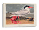 Pl 273 Cenne Tern - John James Audubon | Cuadro decorativo de Canvas Lab