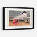 Pl 273 Cenne Tern - John James Audubon | Cuadro decorativo de Canvas Lab