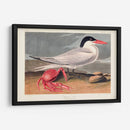 Pl 273 Cenne Tern - John James Audubon | Cuadro decorativo de Canvas Lab