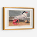 Pl 273 Cenne Tern - John James Audubon | Cuadro decorativo de Canvas Lab