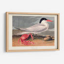 Pl 273 Cenne Tern - John James Audubon | Cuadro decorativo de Canvas Lab