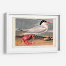 Pl 273 Cenne Tern - John James Audubon | Cuadro decorativo de Canvas Lab